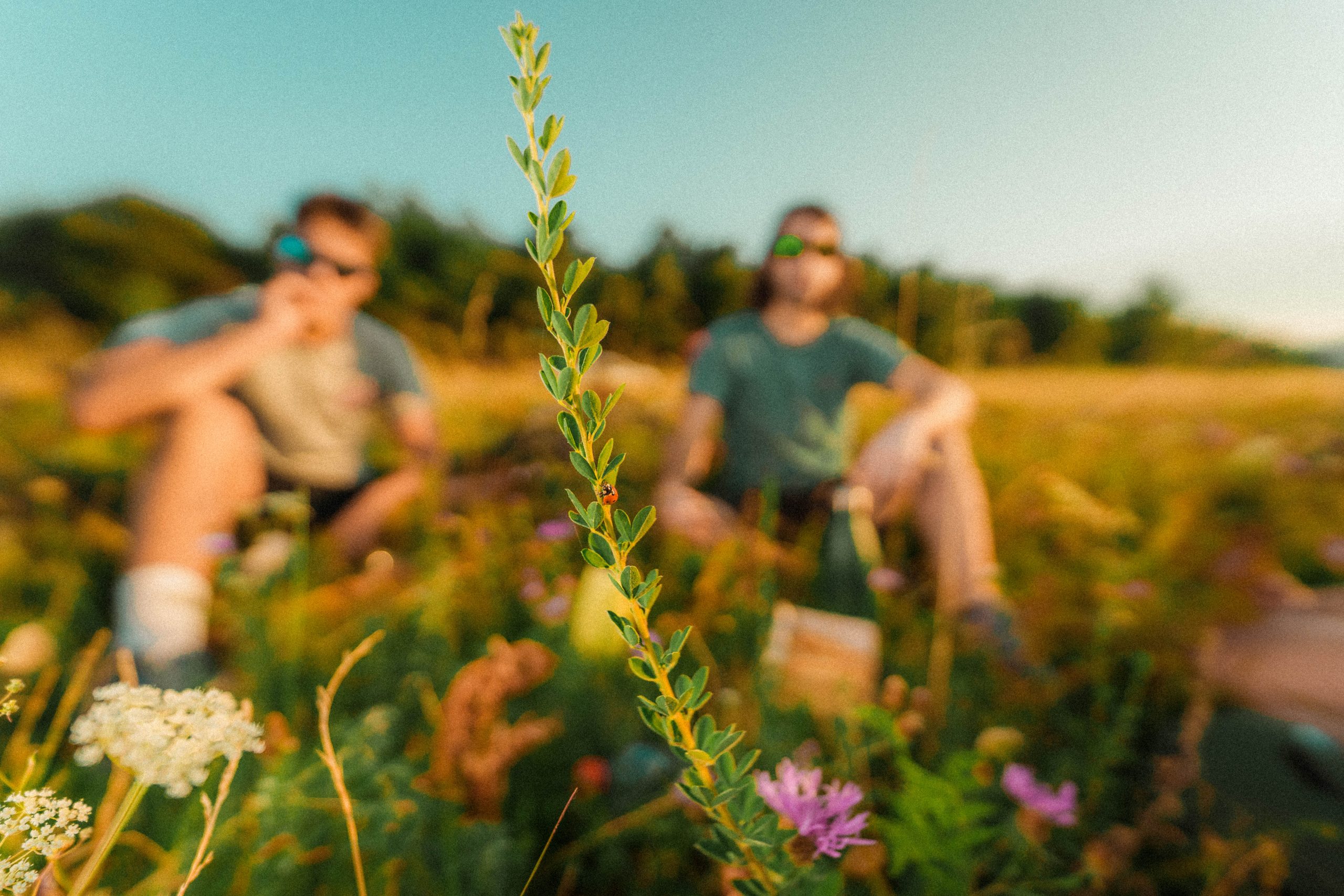 outdoor nature chill people grass